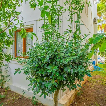 Palm Kalkan ヴィラ